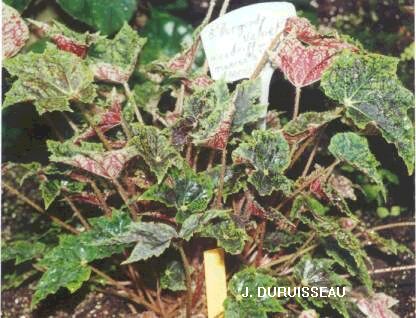 B. ‘Burgundy Velvet’